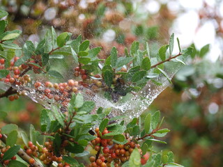 Construction of a web that catches food and also catches water.
