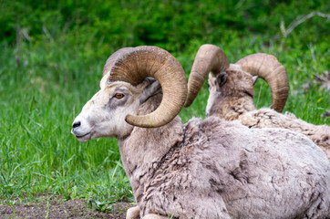 Pair of Big Horn Sheep Rams Resting At Edge of Forest