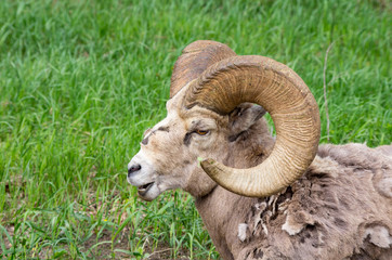Big Horn Ram Sheep Resting on Green Meadow