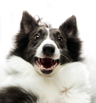 Surprise Border Collie dog looking up happy