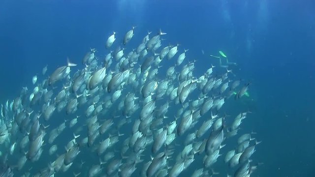 Large school of Trevally swimming left to right across camera