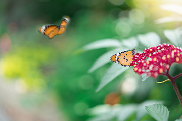 The butterfly and flowers in the garden at the public park