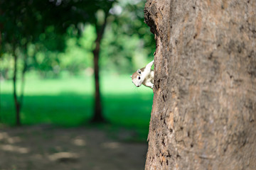 The little squirrel on the tree at the park