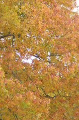 Fall Leaves 1