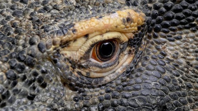 Komodo dragon (Varanus komodoensis) eye