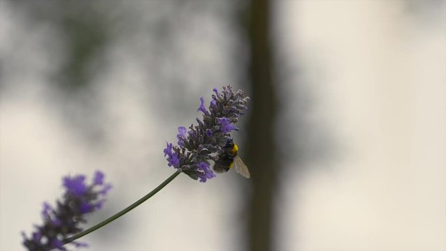 Slow motion footage from a bee extracting pollen from a flower