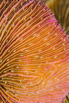 Close up of a "Mushroom coral" or Fungiidae, found inthe island of Koh Tao, Tanote bay dive site, Thailand 2018