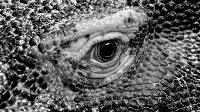Komodo dragon (Varanus komodoensis) eye