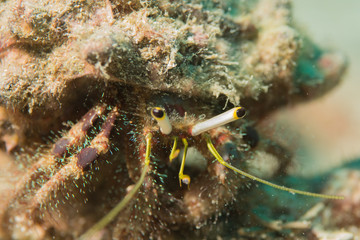 Hermit crab macro photography. FOUND IN KOH TAO ISLAND DIVE SITE, THAILAND