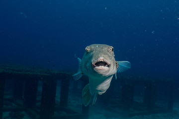 Fototapeta premium Giant puffer fish (Arothron stellatus) on Koh tao island, Hin Ngam dive site, THAILAND