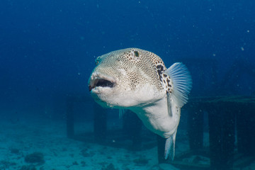 Giant puffer fish (Arothron stellatus) on Koh tao island, Hin Ngam dive site, THAILAND
