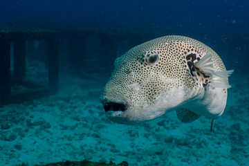 Giant puffer fish (Arothron stellatus) on Koh tao island, Hin Ngam dive site, THAILAND