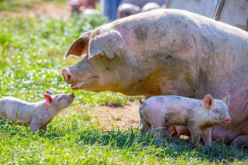 A baby piglet looks to his sow mum for comfort on a free range pig farm in New Zealand 