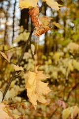On the edge of autumn!