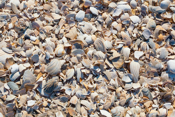 Shells of many types and sizes are found on a beach