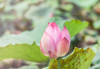 Close up pink Sacred lotus flower ( Nelumbo nucifera ) with green leaves blooming in lake on sunny...