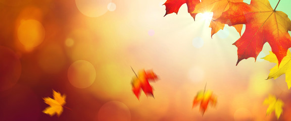 Naklejka na ściany i meble Falling Autumn Maple Leaves Natural Colorful Background With Sunlight