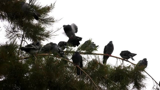 Pigeons on the Tree