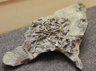 小型恐竜の化石