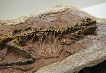 小型恐竜の化石