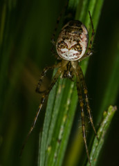 Lesser Garden Spider - Metellina species