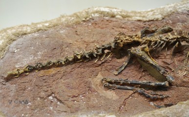 小型恐竜の化石