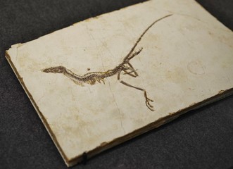 小型恐竜の化石 © goro20