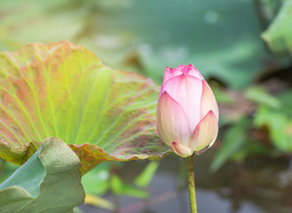   Close up pink lotus flower bud   or Sacred lotus flower  bud    ( Nelumbo nucifera ) with green...