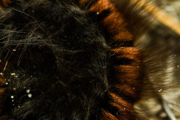 Fox Moth (Macrothylacia rubi) caterpillar
