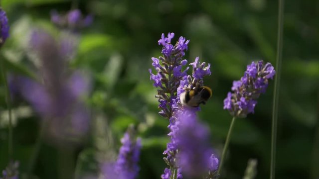 Slow motion footage from a bee extracting pollen from a flower