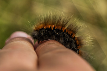 Fox Moth (Macrothylacia rubi) caterpillar