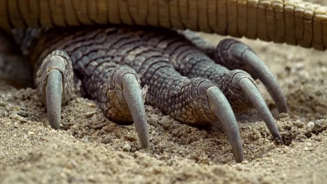 Komodo dragon claw