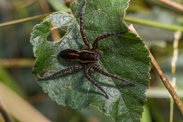 Raft Spider (Dolomedes fimbriatus)
