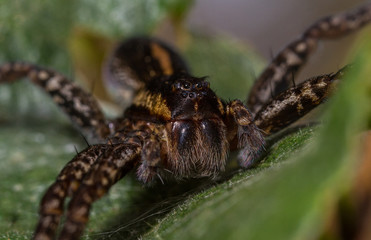 Raft Spider (Dolomedes fimbriatus)