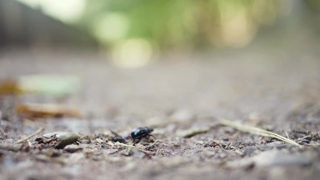 Dorbeetle walking on the forest floor