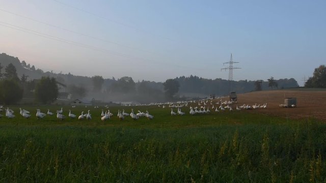 White geese walking around on farm field early morning.