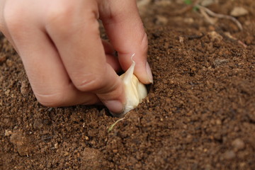 にんにくの植え付け