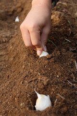 にんにくの植え付け