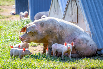 Piglets with their mother on a free range pig farm in New Zealand