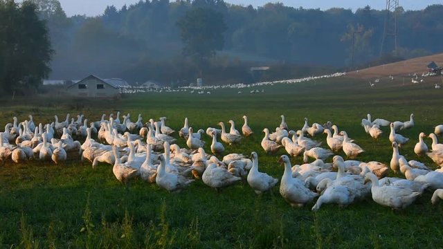 Panning left on a group of white geese and a barn at a geese farm in Germany.