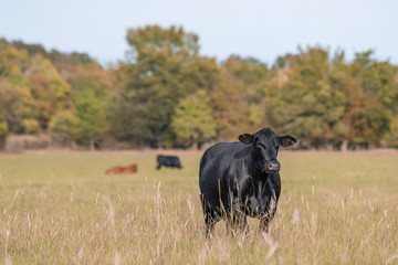 Angus cow in autumn pasture