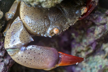 crab macro