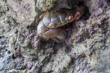 crab