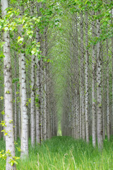 Naklejka premium wooden birchin the forest