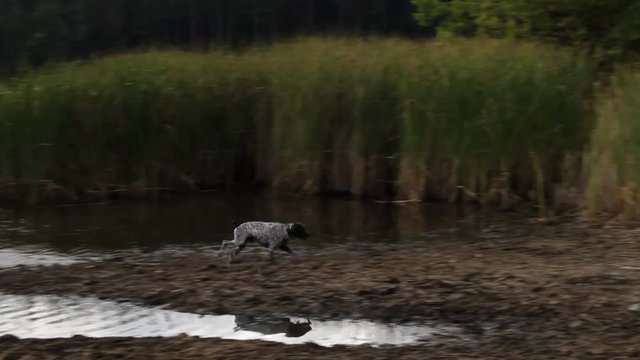 A Dalmatian dog finds a stick in a lake and then runs with it in lake Doxa in Greece