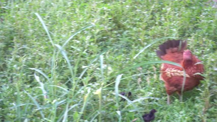 Organic Chicken Farm, Domestic Chick Livestock Farming Field, Green Grass - Powered by Adobe