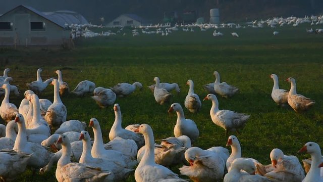 Close up of white geese on farm field.