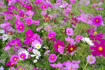 Fototapeta premium 満開のコスモスの花