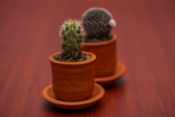 Little Tropical cactus green close up