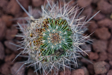 Rare Cactus Macro Photo